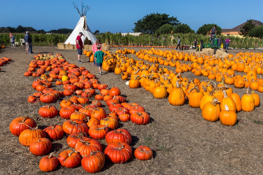 Farmer John&rsquo;s Pumpkin Farm - Visit Half Moon Bay