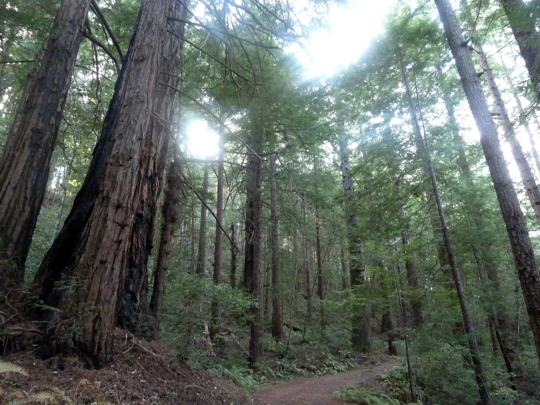 Sam Mcdonald Park - Visit Half Moon Bay