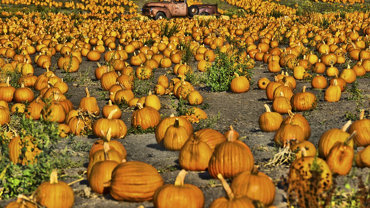 Farmer Johns Pumpkin Farm – Visit Half Moon Bay